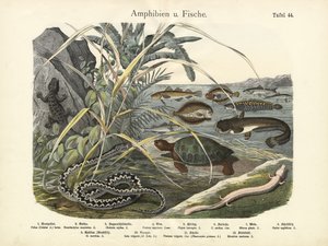 Anfibios y peces, c.1860